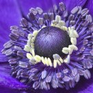 Anenome
